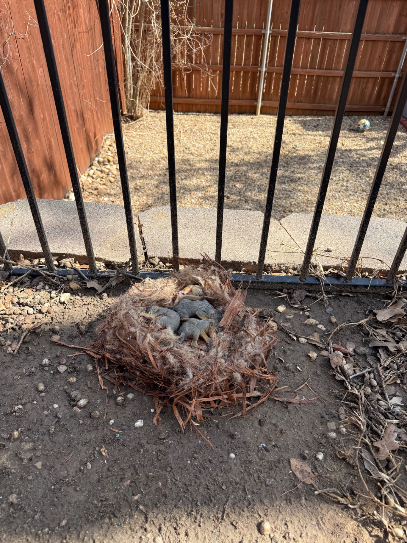 Removed nest and young animals safely outside