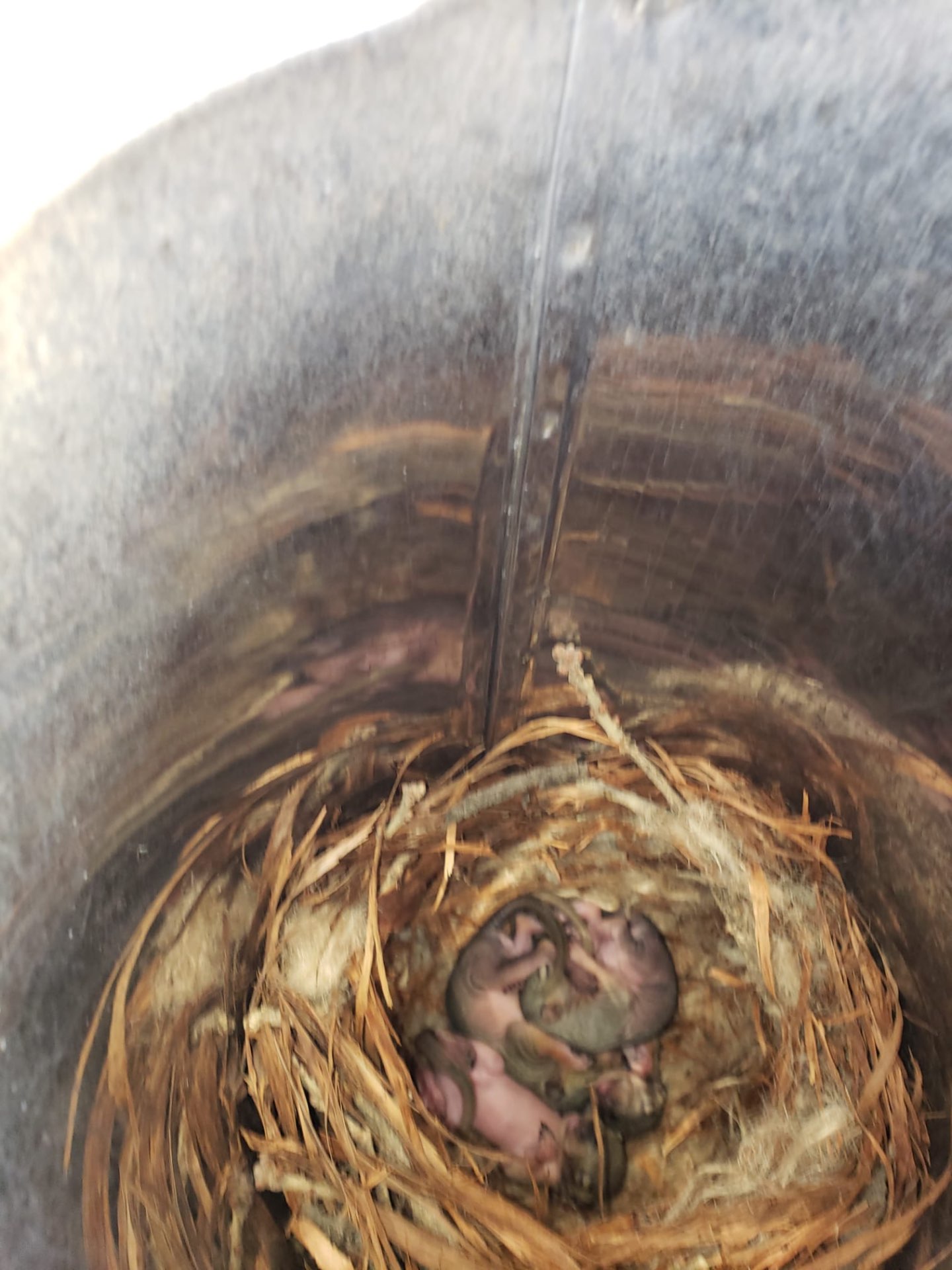 Nest and young animals inside a chimney flue